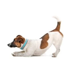 Color Market Collar | 31 -Grocery Store color market collar c 2