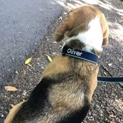 Color Market Collar | 31 -Grocery Store color market collar c 5