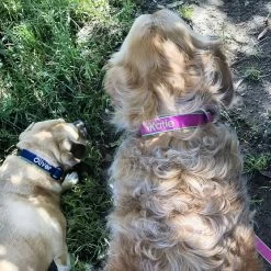 Color Market Collar | 31 -Grocery Store color market collar c 6