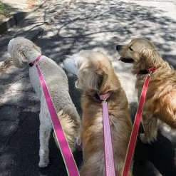 Patterned Ribbon Leash | 17 -Grocery Store color market leash c 10