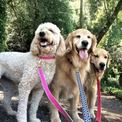 Patterned Ribbon Leash | 17 -Grocery Store color market leash c 9