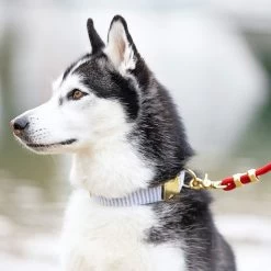 The Foggy Dog Collar | 37 -Grocery Store foggy dog collar 1 c 1