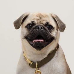 The Foggy Dog Collar | 37 -Grocery Store foggy dog collar 1 c 2