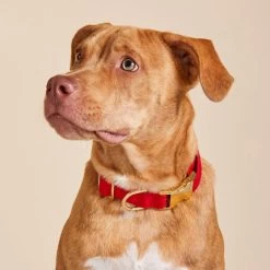 The Foggy Dog Collar | 37