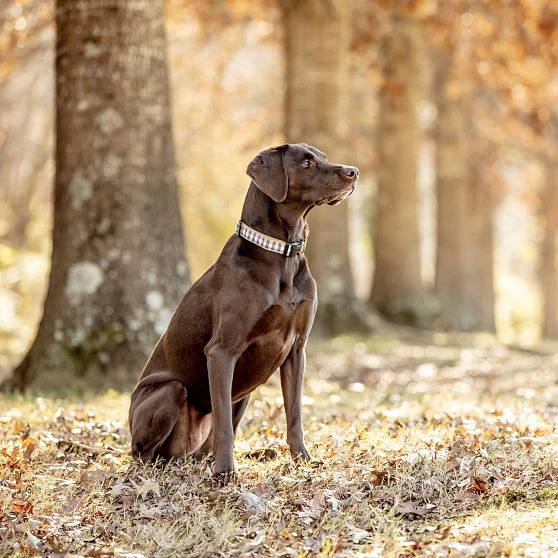 Patterned Ribbon Collar | 51 7 Patterned Ribbon Collar | 51 - Image 5