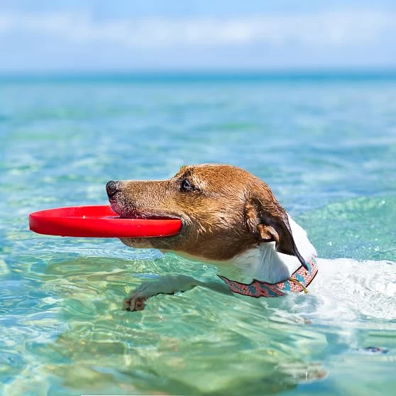 Patterned Ribbon Collar | 51 8 Patterned Ribbon Collar | 51 - Image 6